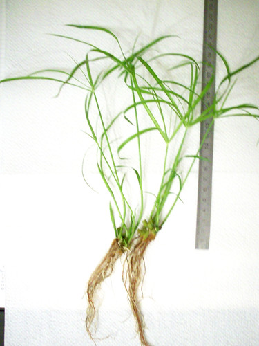 Erba cipro cyperus - erba, di